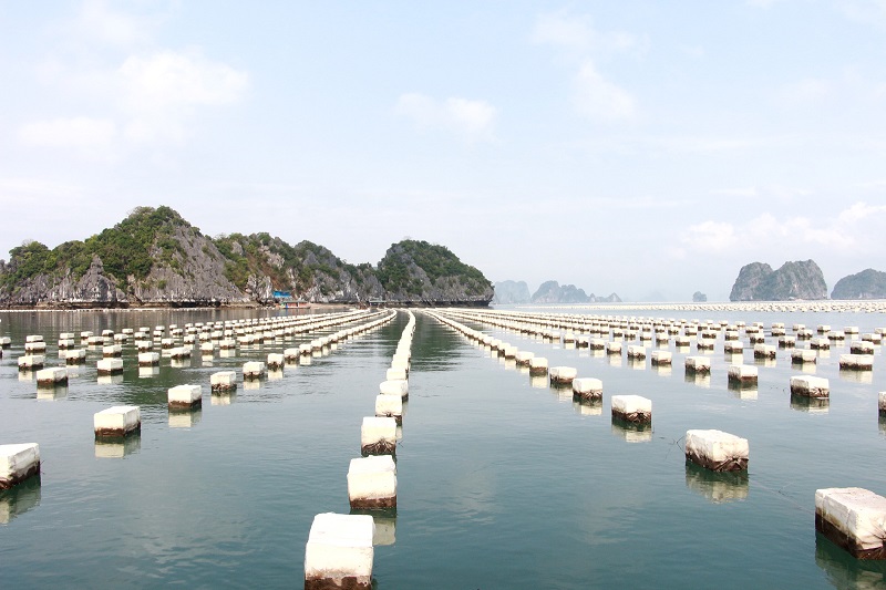 Đất MNC là gì? Quy định cho thuê đất MNC mới nhất hiện nay